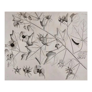 "Katu-Belluren": A 17th Century Botanical Engraving by Hendrik Van Rheede, 1686 For Sale