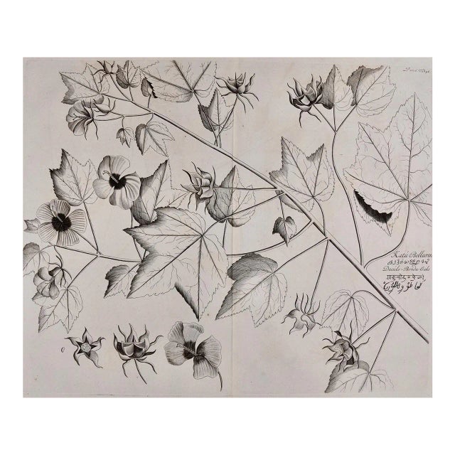 "Katu-Belluren": A 17th Century Botanical Engraving by Hendrik Van Rheede, 1686 For Sale