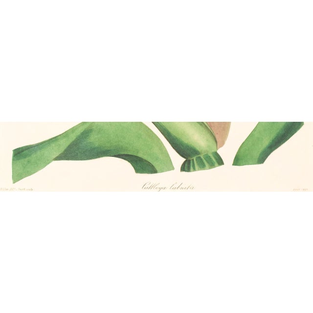 Framed 1837 Paxton Cattleya Labiata (Crimson-Lipped Cattleya Orchid) Flower Engraving For Sale - Image 4 of 4