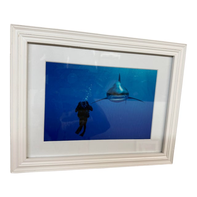 Brian Skerry Sharks on Assignment Great White Photograph, Framed For Sale