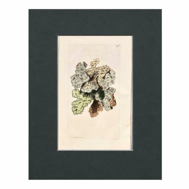 A beautifully cohesive set of six early 19th-century Sowerby seaweed and marine algae prints, each hand-colored and...