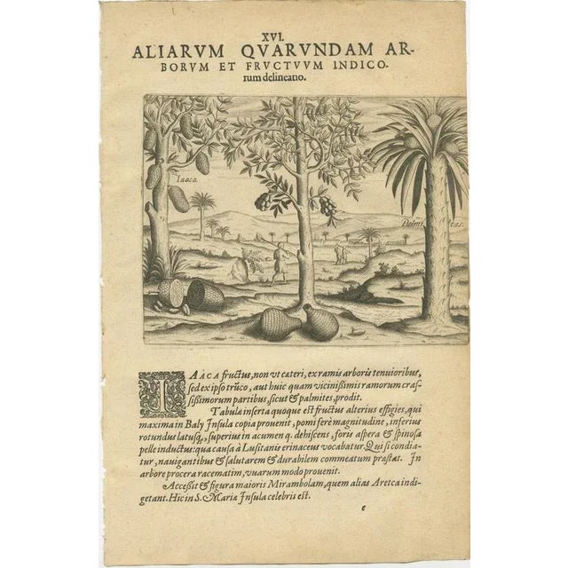 Pineapple and Mango and Pepper Plants, 1598, Set of 3 For Sale - Image 4 of 9