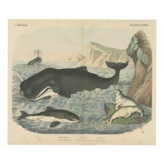 Carl Friedrich August, Sperm Whale with Porpoise and Seals, Kolb Mammals, 1890, Print For Sale