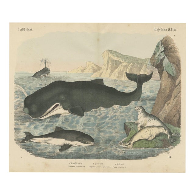 Carl Friedrich August, Sperm Whale with Porpoise and Seals, Kolb Mammals, 1890, Print For Sale
