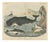 Carl Friedrich August, Sperm Whale with Porpoise and Seals, Kolb Mammals, 1890, Print For Sale