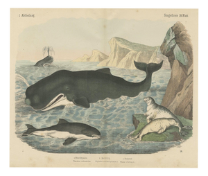 Carl Friedrich August, Sperm Whale with Porpoise and Seals, Kolb Mammals, 1890, Print