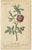 Yellow Austrian Rose and Cinnamon Rose and Orange Lilly, 1747, Paper, Set of 3 For Sale - Image 6 of 8