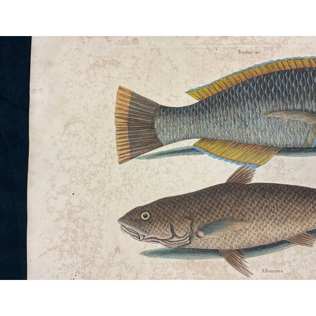 Mark Catesby Engraving, "Puddingwife Wrasse and Carolina Whiting Fish" For Sale In Tampa - Image 6 of 11