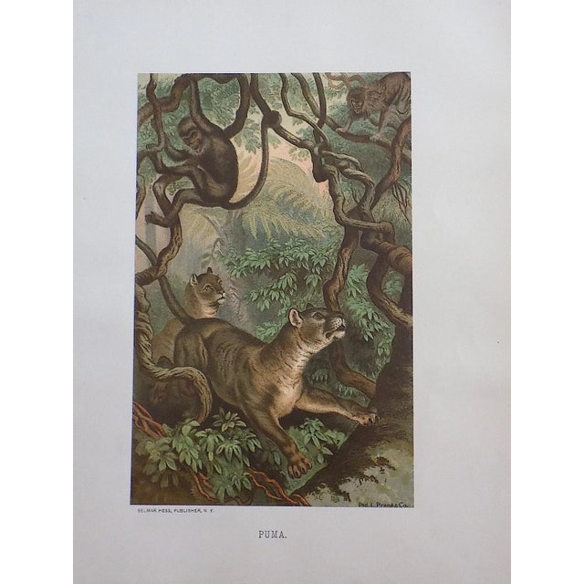 This set of three (3) antique 19th century chromolithographs (each color laid in with a lithographic stone) depict jungle...