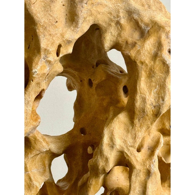 Early 20th Century Extraordinary Large Chinese Scholar Rock Yellow Taihu Stone on Wood Stand For Sale - Image 5 of 18