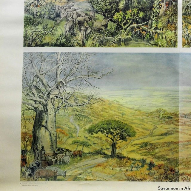 Vintage Cottage Core Africa Savanna Landscape Weather Seasons Rollable Wall Chart For Sale - Image 4 of 6
