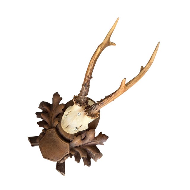 Cabin Roe Deer Trophy 158 Black Forest Antlers Mount For Sale - Image 3 of 5