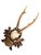 Cabin Roe Deer Trophy 158 Black Forest Antlers Mount For Sale - Image 3 of 5