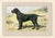 Original antique chromolithograph Dog print from an early 1900s guide to Dogs and Game published by a French manufacturer...