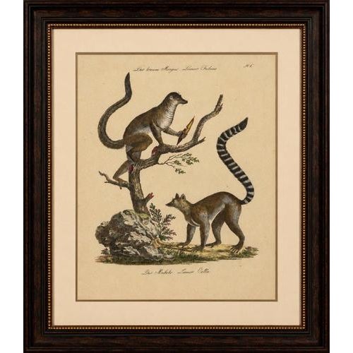Antique Ring-Tailed Lemur Lithograph by Karl Joseph Brodtmann, 1816 This charming and highly decorative early 19th-century...