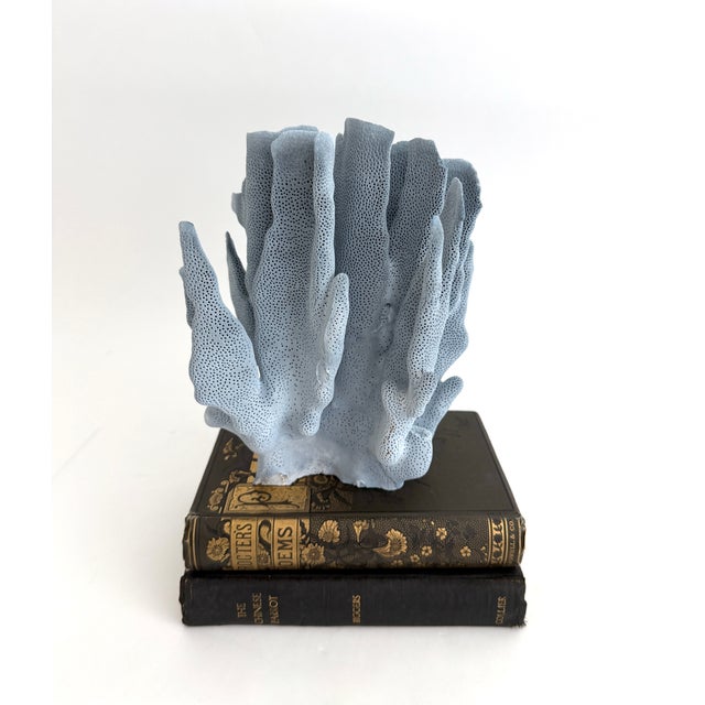 Natural Blue Coral specimen with cut and polished base to protect surfaces. Each piece is cleaned and trimmed from its...