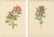 1910s Parsons, Roses, 1914, Lithographs, Set of 2 For Sale - Image 5 of 10