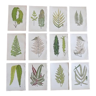 Antique 19th Century Botanical Fern Wood Engravings - Set of 12 For Sale