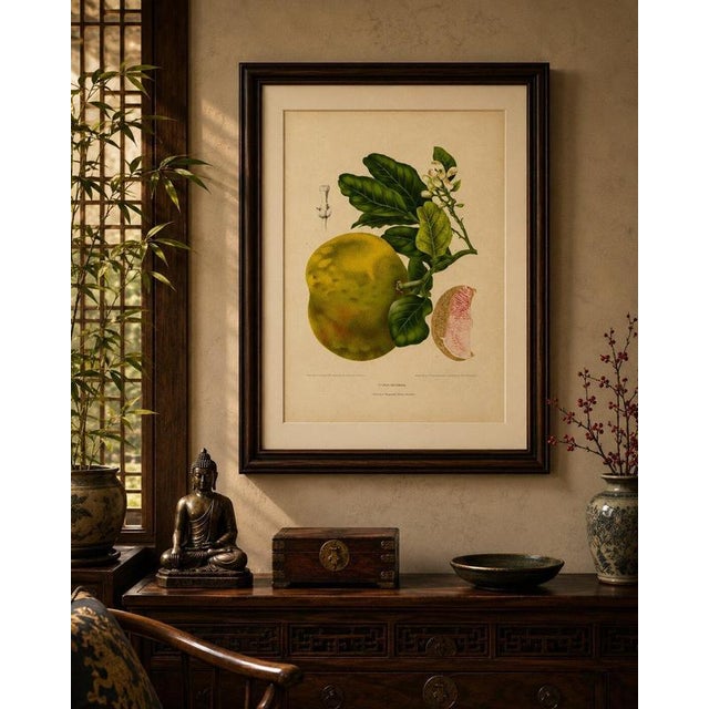 Paper Berthe Hoola van Nooten, Grapefruit (Citrus decumana), 1880, Chromolithograph For Sale - Image 7 of 9