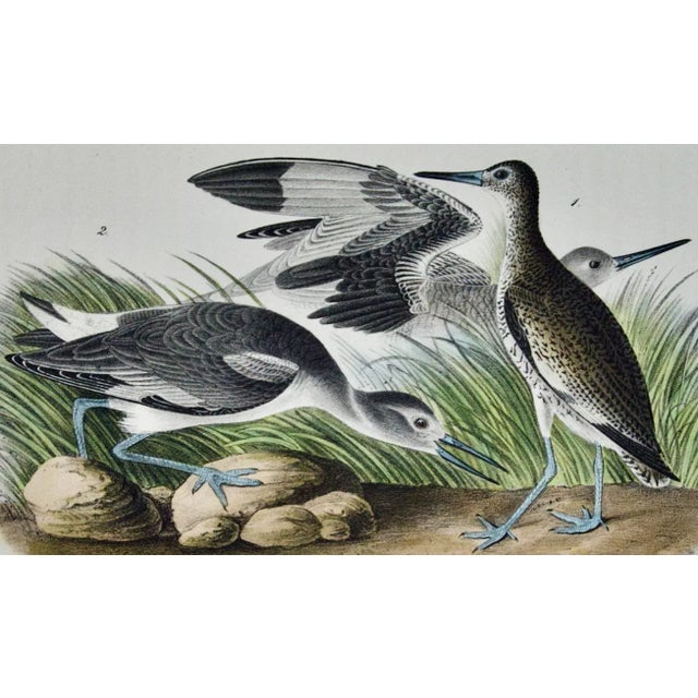 Audubon Willet or Stone Curlew: A First Octavo Edition Audubon Hand-Colored Lithograph, 1840 For Sale - Image 4 of 4