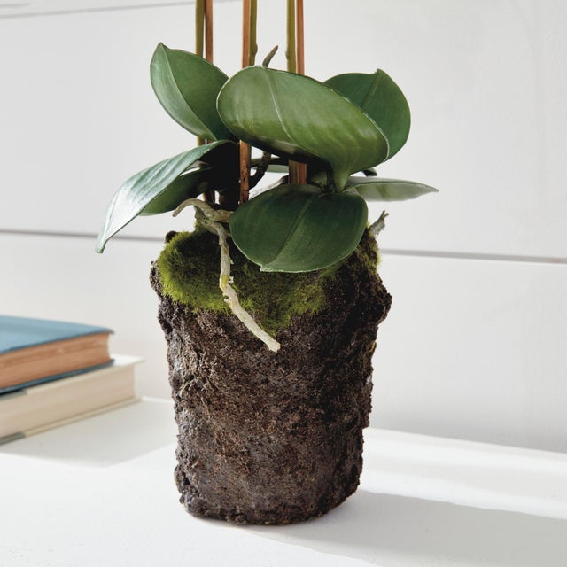 Phalaenopsis Orchid Drop-In 20" For Sale In Chicago - Image 6 of 7