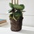 Phalaenopsis Orchid Drop-In 20" For Sale In Chicago - Image 6 of 7
