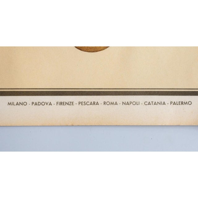 Educational Poster Depicting Mammals from G.B. Paravia Torino, 1959 For Sale - Image 4 of 8