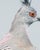 Contemporary Limited Edition Print of Crested Pigeon II (32x40") For Sale - Image 4 of 4