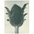 1928 Asclepias Syriaca, Original Period Photogravure N80 by Karl Blossfeldt For Sale - Image 4 of 6