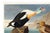 Paper King Duck, Vintage Art Print Reproduction From Birds of America by John James Audubon, 60" X 40" For Sale - Image 7 of 10