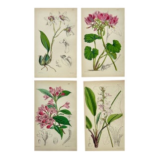 Orchid, Geranium, Weigela & Galipea: Original Botanical Engravings by William Curtis, 1856 (Set of 4) For Sale