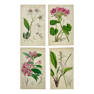 Orchid, Geranium, Weigela & Galipea: Original Botanical Engravings by William Curtis, 1856 (Set of 4)