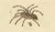 Mygale Fasciata, 1833, Paper For Sale - Image 4 of 7