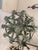 Green Chandelier in Green + Argilla Metal Wrought Iron Florentine Art from Simoeng, Italy For Sale - Image 8 of 14
