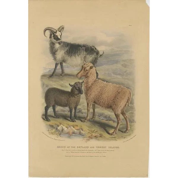 Old colored lithograph by Fairland after W. Nicholson, from "The Breeds of the Domestic Animals of the British Isles" by...