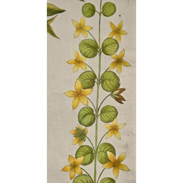 17th Century Flowering Lily Plants: A 17th C. Besler Hand-Colored Botanical Engraving, 1640 For Sale - Image 5 of 6