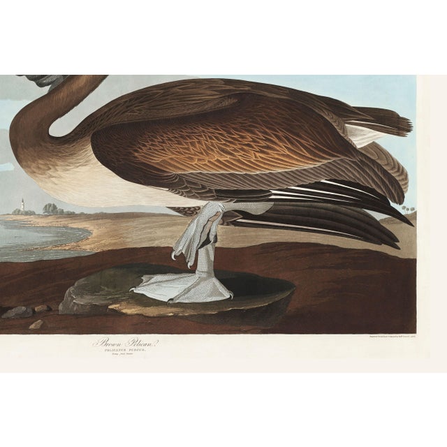 Brown Pelican, Vintage Art Print Reproduction From Birds of America by John James Audubon, 48″ × 32″ For Sale - Image 9 of 9