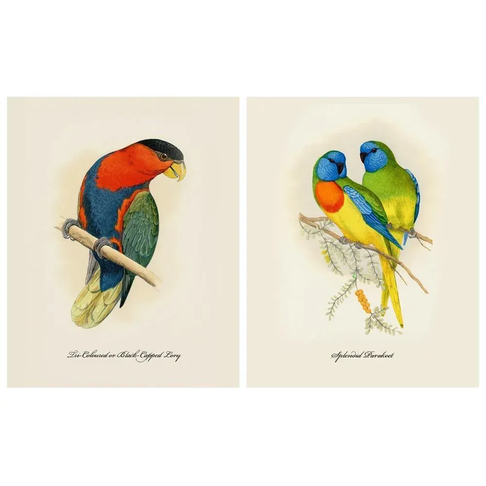 Impression Giclée · Perroquets En Captivité · Alexander Francis Lydon, 1884