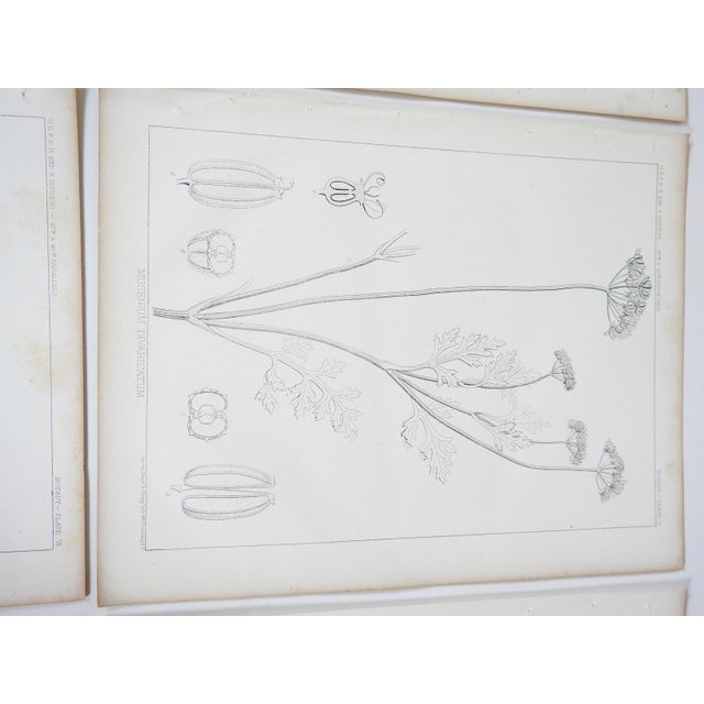 Mid 19th Century Mid 19th Century Us Pacifc Railroad Botanical Lithograph Book Plate - Set of 6 For Sale - Image 5 of 10