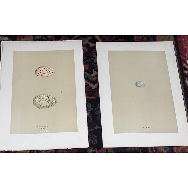 Realism Authentic Antique 19th Century Hand Colored Egg Lithographs - Set of 12 For Sale - Image 3 of 8