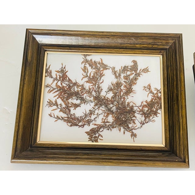 1970s 1970s Florida Brown SeaWeed Sargassum Herbarium a Pair Framed For Sale - Image 5 of 9