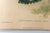Set of 4 1946 John Gould Hummingbird Lithograph | Vintage Bird Print | i.b. Fischer Co. | 16 X 20 | Botanical Wall Art For Sale - Image 13 of 17