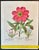 Peony & Milkwort Vintage Besler Botanical Reproduction Print For Sale - Image 4 of 4