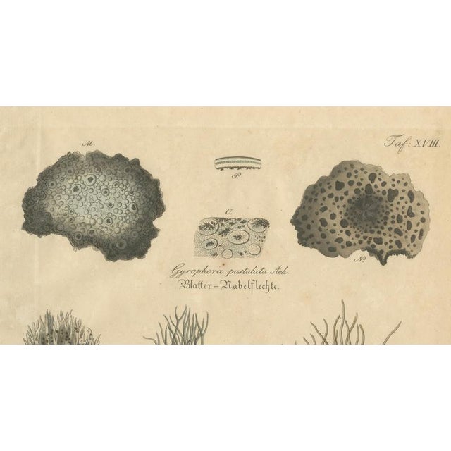 Dye and Chemical Species, 1800s, Paper For Sale - Image 3 of 10
