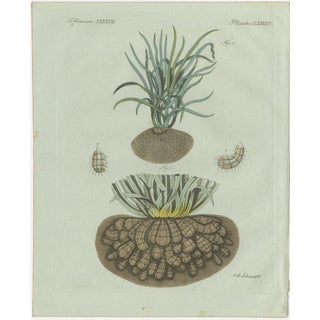 Bertuch, Tiger Nut, 1800, Engraving For Sale