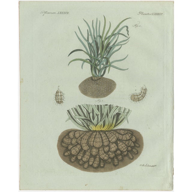 Bertuch, Tiger Nut, 1800, Engraving For Sale