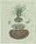 Bertuch, Tiger Nut, 1800, Engraving For Sale