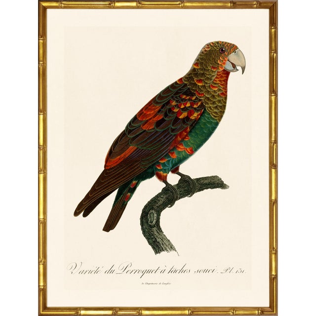 Illustration Barraband Parrots – Brown Necked Parrots (Set of 2), Framed in Bronze Bamboo For Sale - Image 3 of 7