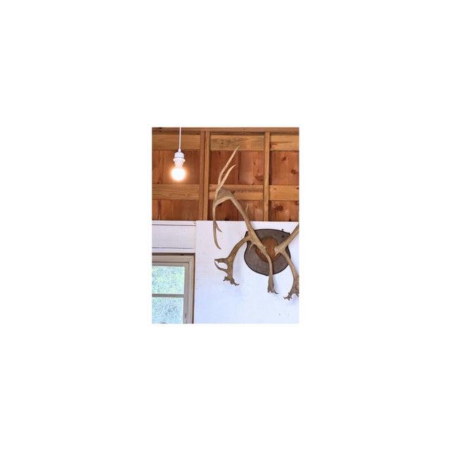 Vintage Massive Arctic Caribou Mount For Sale - Image 4 of 4
