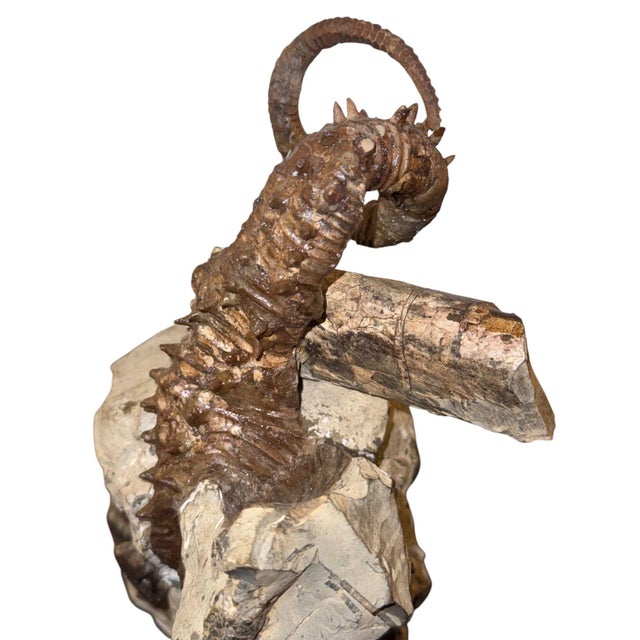 Gray Didymoceras Stevensoni Heteromorph Ammonite Fossil on Matrix, South Dakota. For Sale - Image 8 of 12